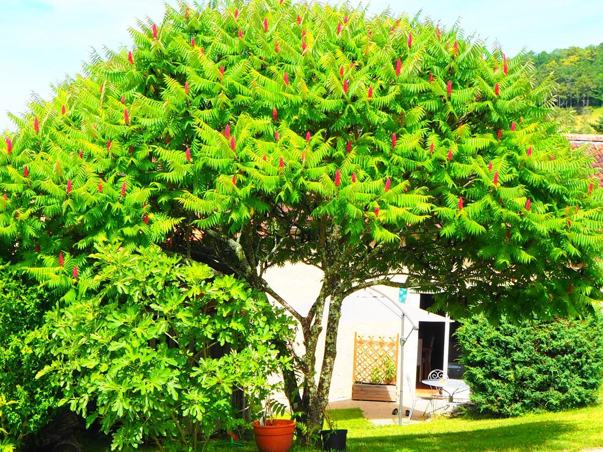La Belle Verte Grignols (Dordogne) Exterior foto